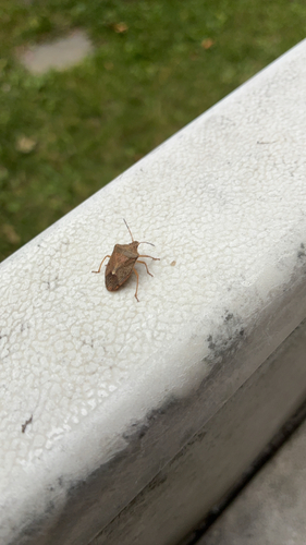 Brown Stink Bug