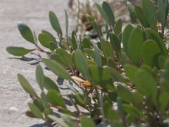 Atriplex verrucifera