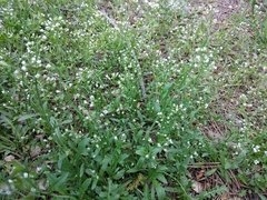 Capsella bursa-pastoris