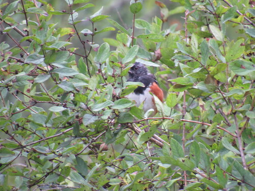 Eastern Towhee