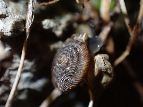 Rounded Snail