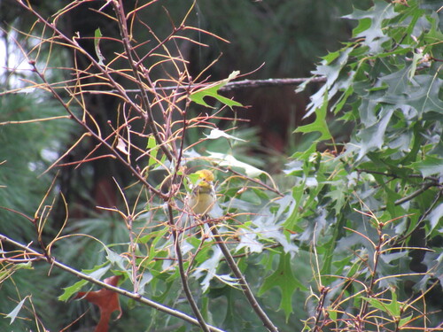 Black-throated Green Warbler
