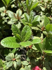 Rhododendron forrestii