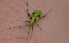 Calocoris alpestris