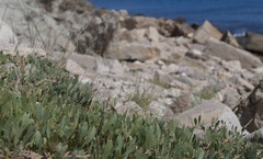 Atriplex verrucifera