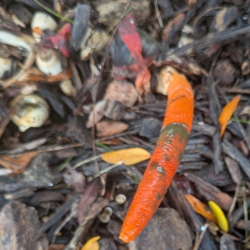 devil's dipstick