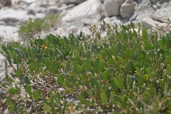 Atriplex verrucifera