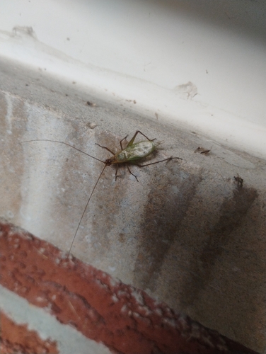 Pine Tree Cricket