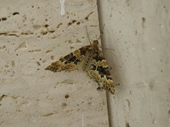 Electrophaes corylata