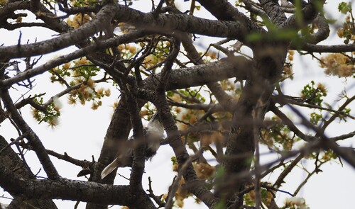 White-headed Barbet