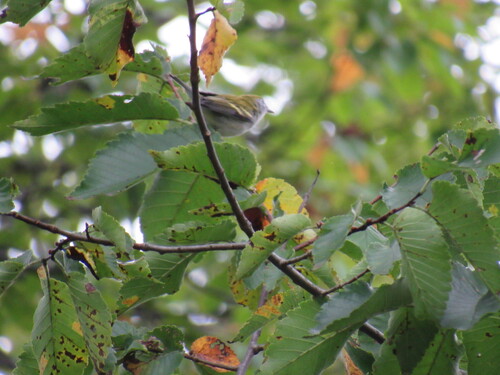 Chestnut-sided Warbler