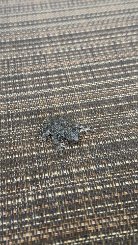 Gray Treefrog