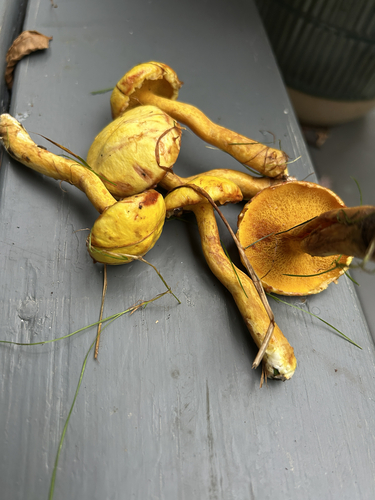Chicken Fat Mushroom