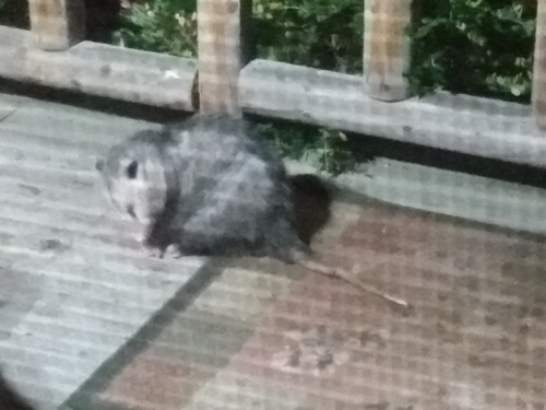 Virginia Opossum