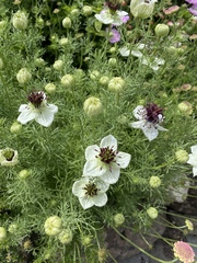 Nigella