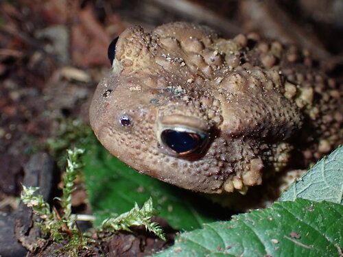 European Toad