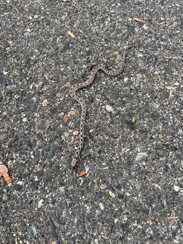 Gopher Snake