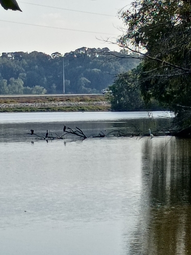 Double-crested Cormorant