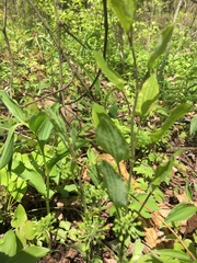 Smilax ecirrhata