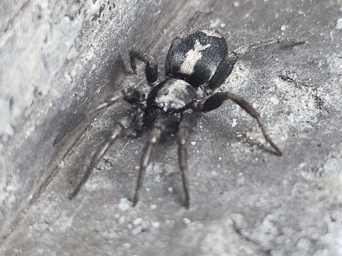 Eastern Parson Spider