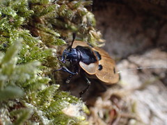 Dendroxena quadrimaculata