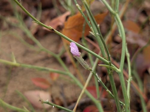 rush skeletonplant