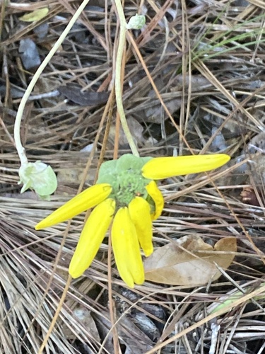 Berlandiera pumila observed 2026-09-17