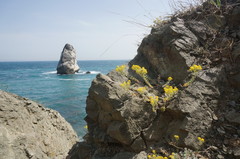 Odontarrhena obtusifolia