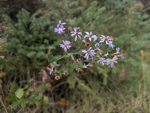 smooth blue aster