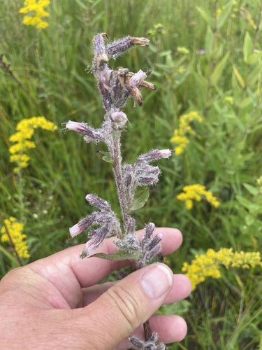 purple rattlesnake root