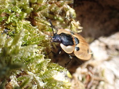 Dendroxena quadrimaculata