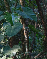 Philodendron ornatum, photograph author not stated, no rights reserved