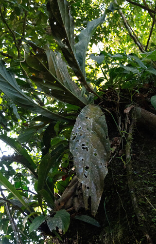 Anthurium solitarium, photograph 4