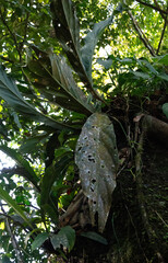 filipeprates, CC0, iNaturalist via GBIF Anthurium solitarium, photograph filipeprates, CC0, iNaturalist via GBIF