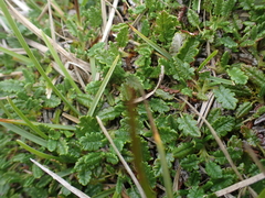 author not stated, no rights reserved Dryas octopetala, photograph author not stated, no rights reserved
