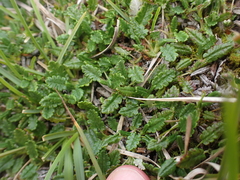 author not stated, no rights reserved Dryas octopetala, photograph author not stated, no rights reserved