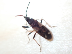 Eremocoris borealis
