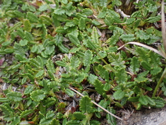 author not stated, no rights reserved Dryas octopetala, photograph author not stated, no rights reserved