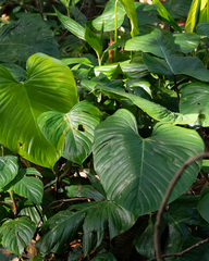Philodendron ornatum, photograph author not stated, no rights reserved