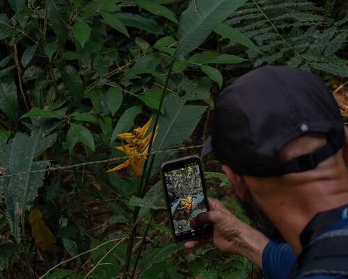 Heliconia angusta, photograph 2