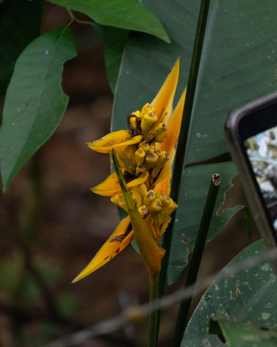 Heliconia angusta, photograph 3