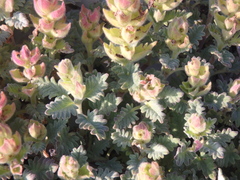 Scutellaria novorossica