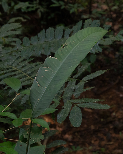 Heliconia angusta, photograph 4