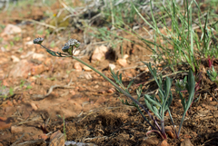 Lomatium nevadense parishii