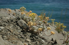 Odontarrhena obtusifolia