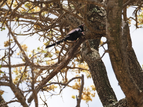 Green Woodhoopoe