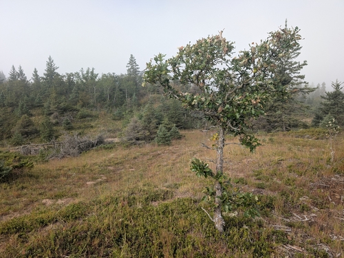 bur oak