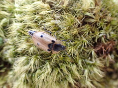 Dendroxena quadrimaculata