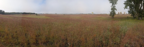 little bluestem