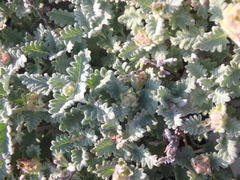 Scutellaria novorossica